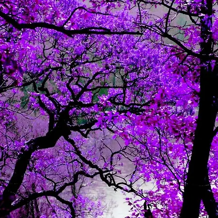 Violet #colony_white_tower * 테살로니키